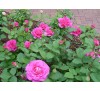 Роза Пинк Пис (Pink Peace)